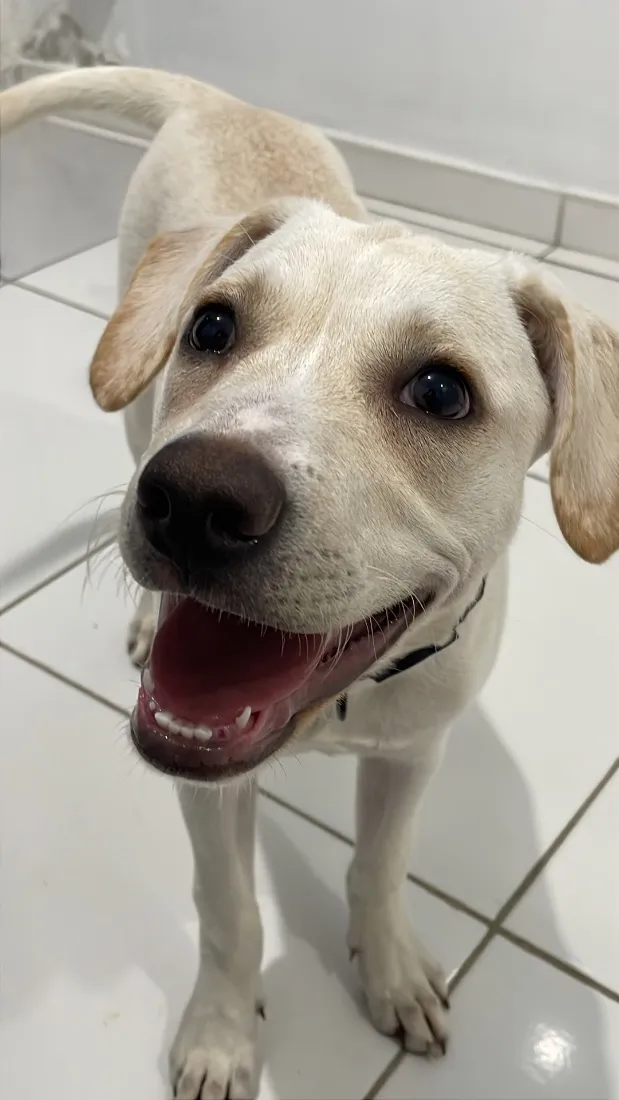 Cachorro raça SRD-ViraLata idade 2 a 6 meses nome Zeca