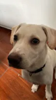 Zeca