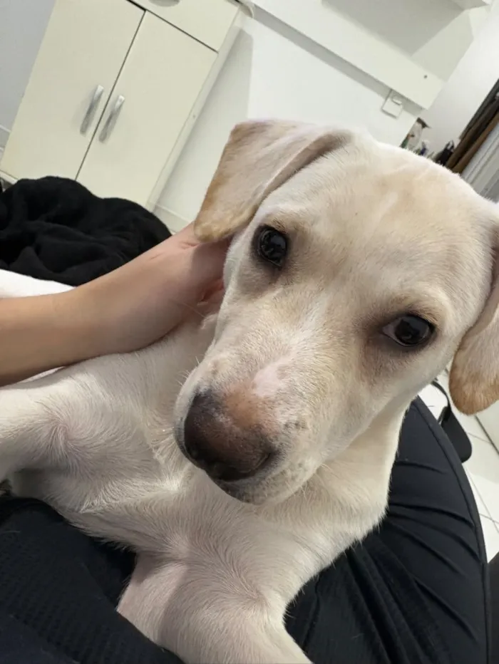 Cachorro raça SRD-ViraLata idade 2 a 6 meses nome Zeca