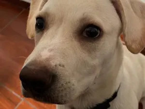 Cachorro raça SRD-ViraLata idade 2 a 6 meses nome Zeca