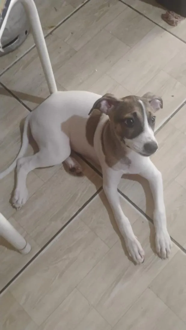Cachorro raça SRD-ViraLata idade 2 a 6 meses nome Luna 