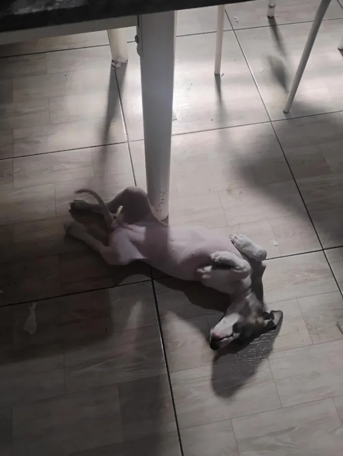 Cachorro raça SRD-ViraLata idade 2 a 6 meses nome Luna 