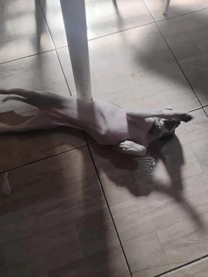 Cachorro raça SRD-ViraLata idade 2 a 6 meses nome Luna 