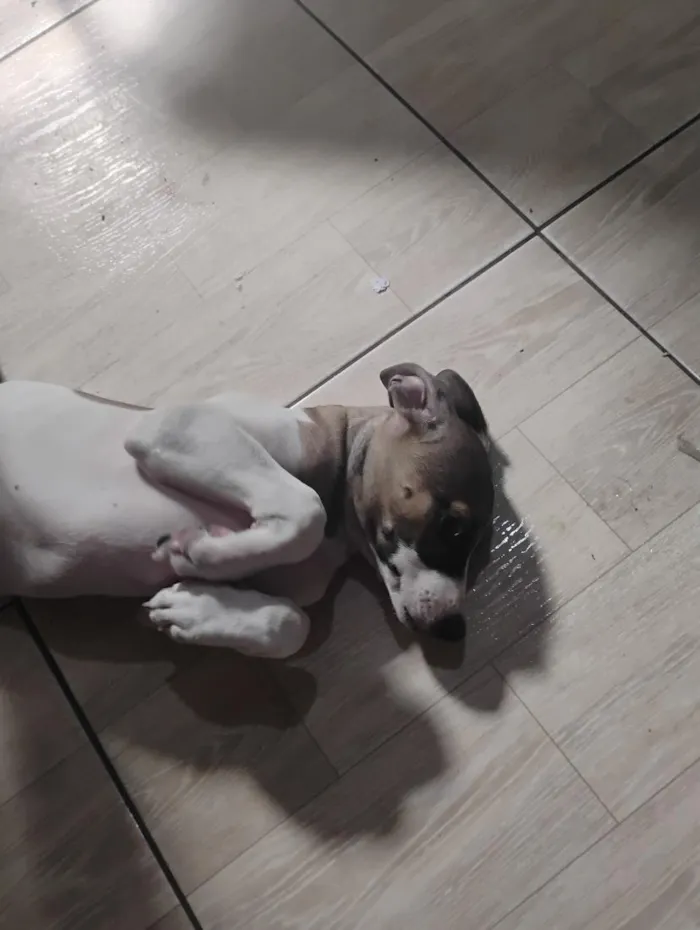 Cachorro raça SRD-ViraLata idade 2 a 6 meses nome Luna 