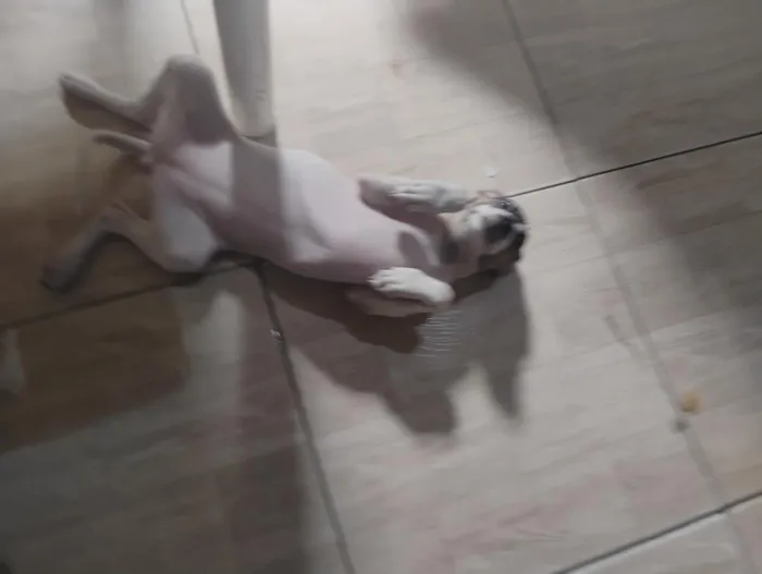Cachorro raça SRD-ViraLata idade 2 a 6 meses nome Luna 