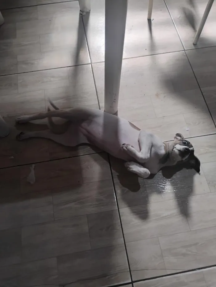 Cachorro raça SRD-ViraLata idade 2 a 6 meses nome Luna 