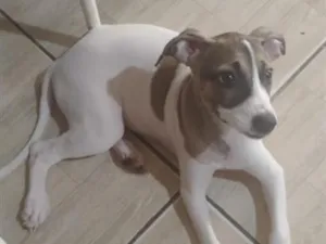 Cachorro raça SRD-ViraLata idade 2 a 6 meses nome Luna 
