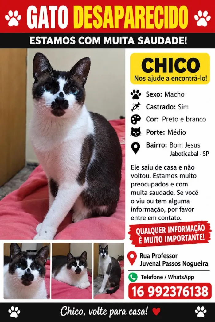 Gato raça Siamês idade 6 ou mais anos nome Chico