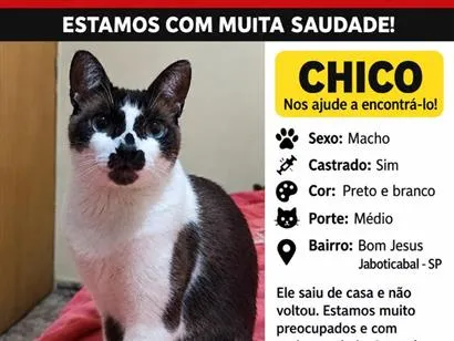 Gato raça Siamês idade 6 ou mais anos nome Chico