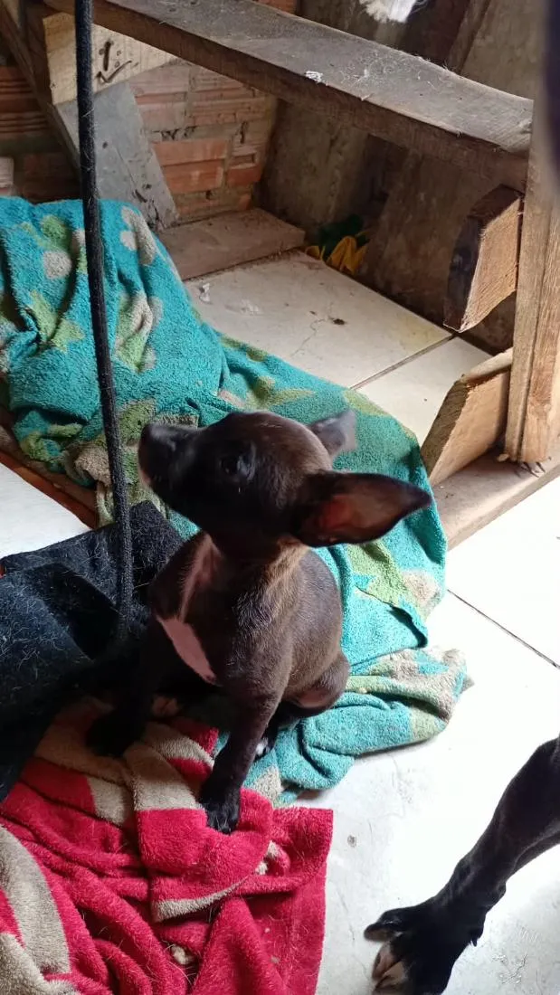 Cachorro raça SRD-ViraLata idade 2 a 6 meses nome todos tem nomem,mais você pode trocar se quiser!