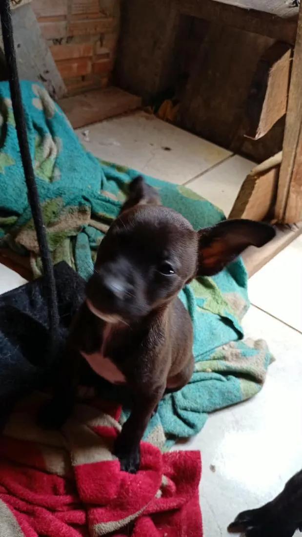 Cachorro raça SRD-ViraLata idade 2 a 6 meses nome todos tem nomem,mais você pode trocar se quiser!