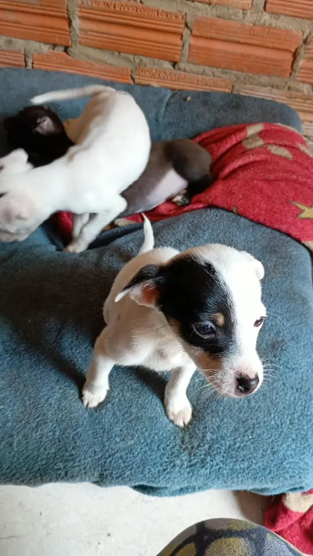 Cachorro raça SRD-ViraLata idade 2 a 6 meses nome todos tem nomem,mais você pode trocar se quiser!