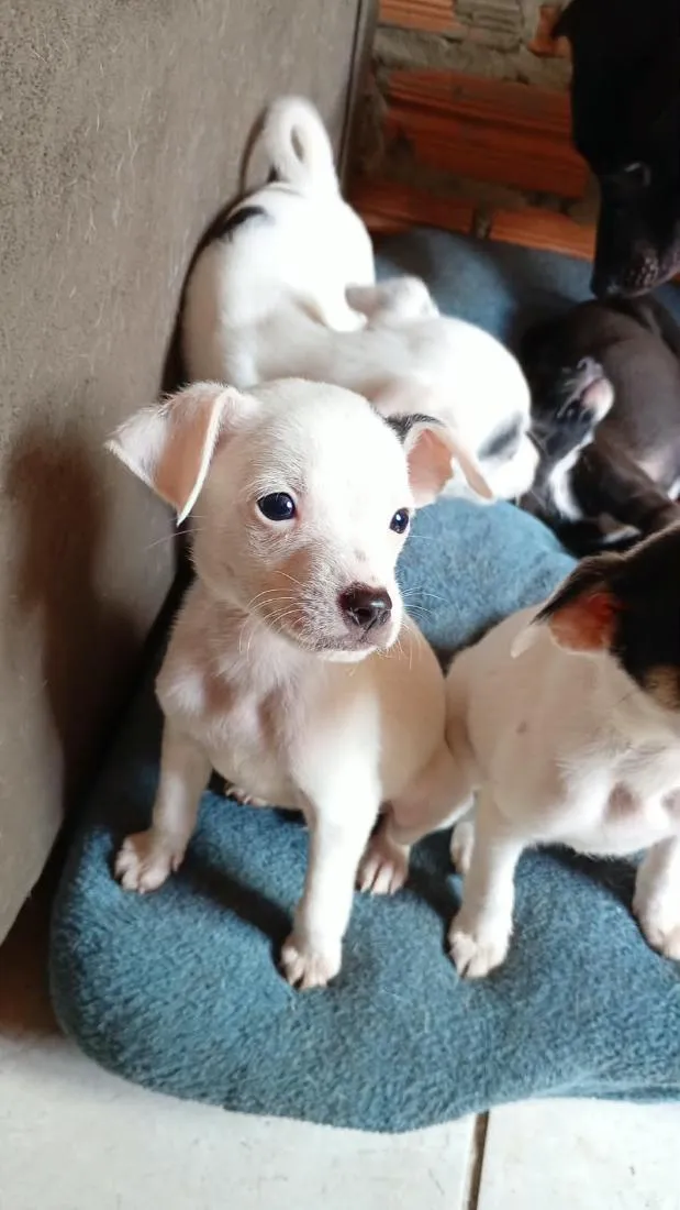 Cachorro raça SRD-ViraLata idade 2 a 6 meses nome todos tem nomem,mais você pode trocar se quiser!