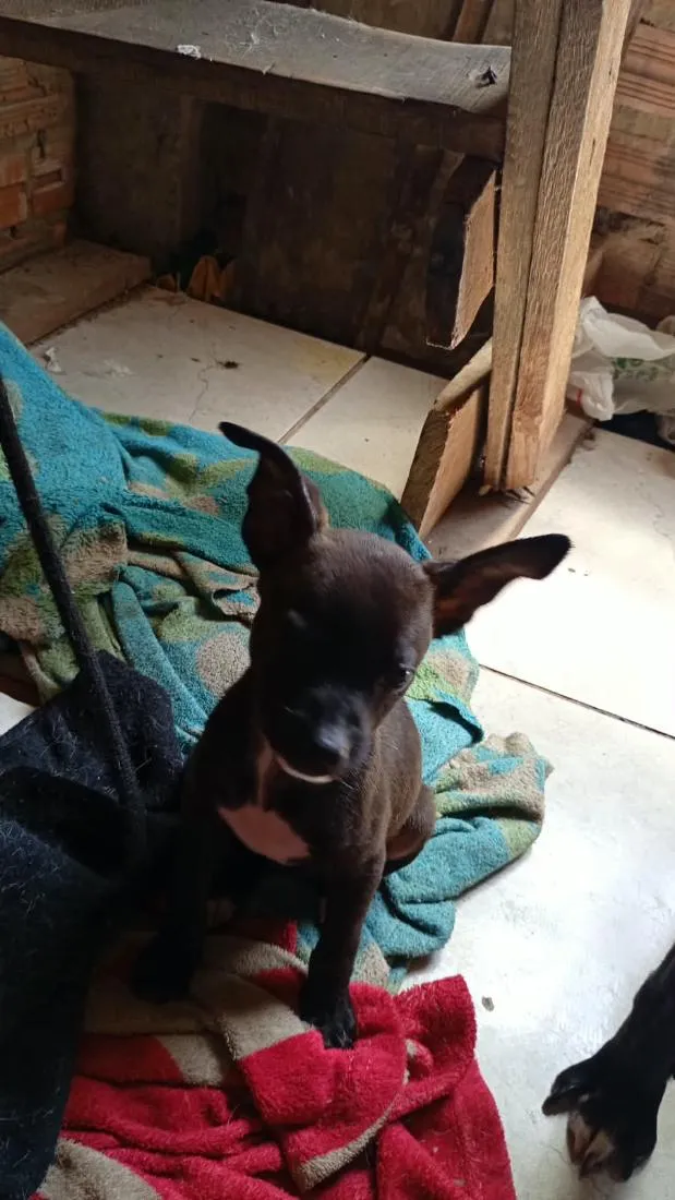Cachorro raça SRD-ViraLata idade 2 a 6 meses nome todos tem nomem,mais você pode trocar se quiser!