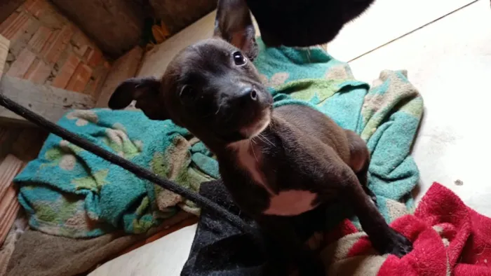 Cachorro raça SRD-ViraLata idade 2 a 6 meses nome todos tem nomem,mais você pode trocar se quiser!