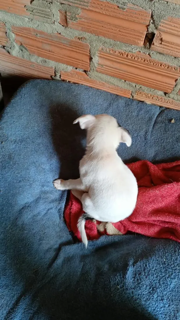 Cachorro raça SRD-ViraLata idade 2 a 6 meses nome todos tem nomem,mais você pode trocar se quiser!
