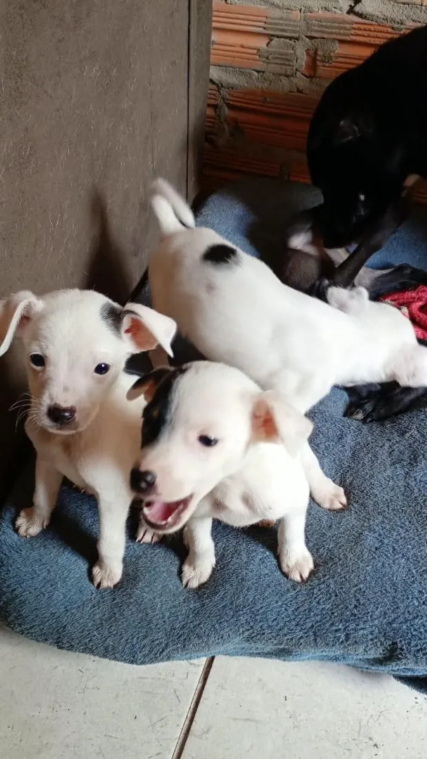 Cachorro raça SRD-ViraLata idade 2 a 6 meses nome todos tem nomem,mais você pode trocar se quiser!