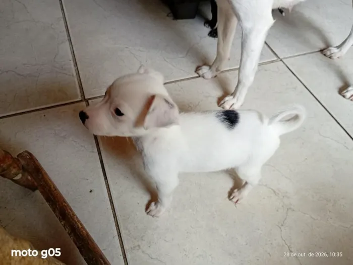 Cachorro raça SRD-ViraLata idade 2 a 6 meses nome todos tem nomem,mais você pode trocar se quiser!
