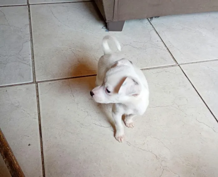 Cachorro raça SRD-ViraLata idade 2 a 6 meses nome todos tem nomem,mais você pode trocar se quiser!