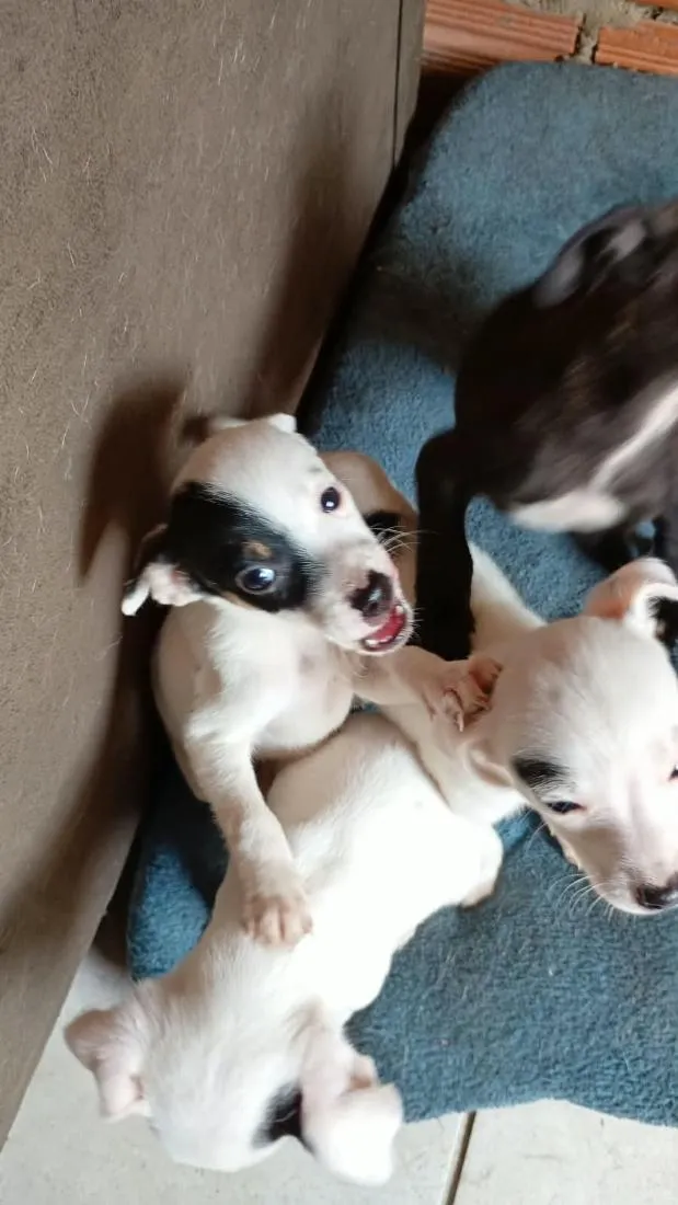 Cachorro raça SRD-ViraLata idade 2 a 6 meses nome todos tem nomem,mais você pode trocar se quiser!