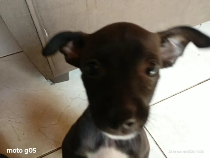 Cachorro raça SRD-ViraLata idade 2 a 6 meses nome todos tem nomem,mais você pode trocar se quiser!