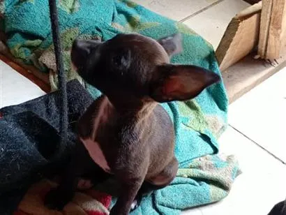 Cachorro raça SRD-ViraLata idade 2 a 6 meses nome todos tem nomem,mais você pode trocar se quiser!
