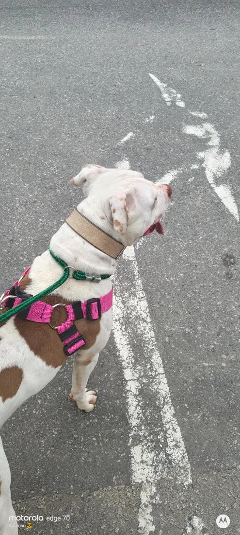 Cachorro raça Pit-Bull idade 1 ano nome kiyara