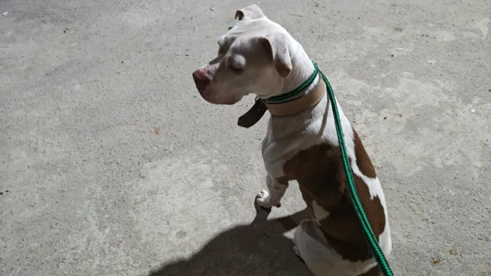 Cachorro raça Pit-Bull idade 1 ano nome kiyara