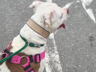 Cachorro raça Pit-Bull idade 1 ano nome kiyara
