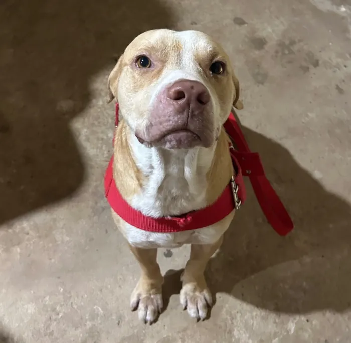 Cachorro raça Pit-Bull idade 1 ano nome Zeus 