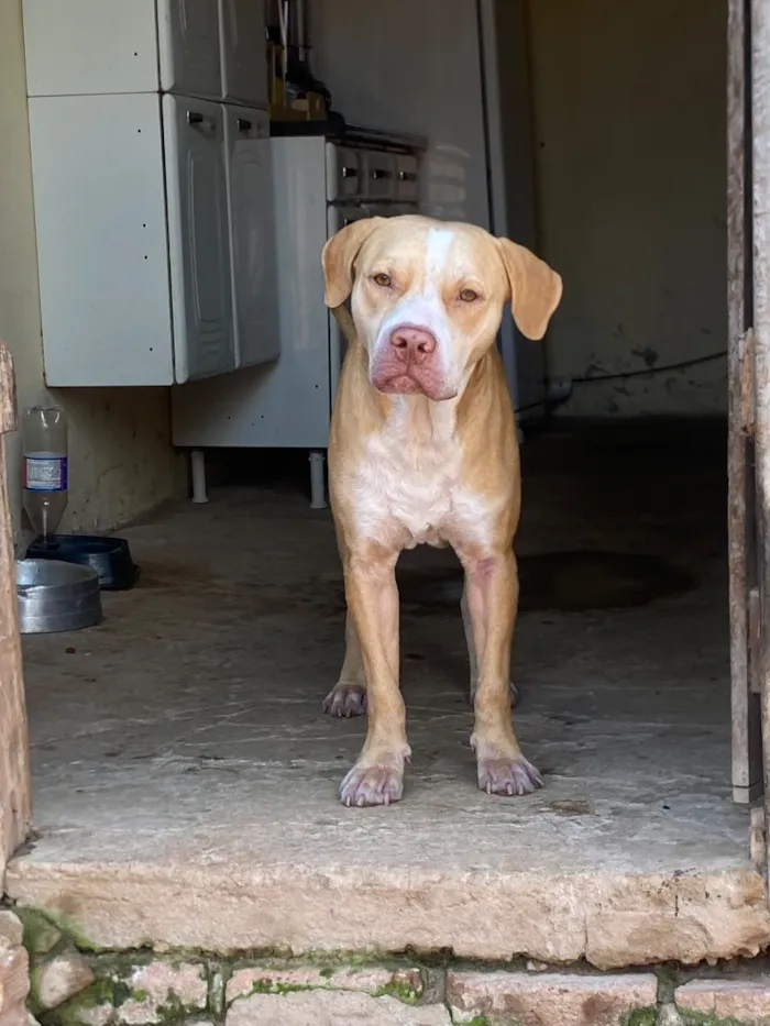 Cachorro raça Pit-Bull idade 1 ano nome Zeus 
