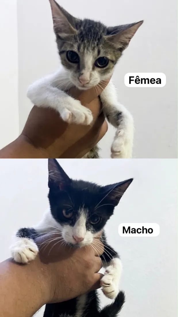 Gato raça SRD-ViraLata idade 2 a 6 meses nome Safira 