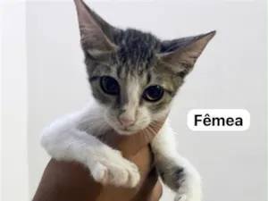 Gato raça SRD-ViraLata idade 2 a 6 meses nome Safira 