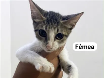 Gato raça SRD-ViraLata idade 2 a 6 meses nome Safira 
