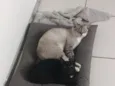 Oliver 