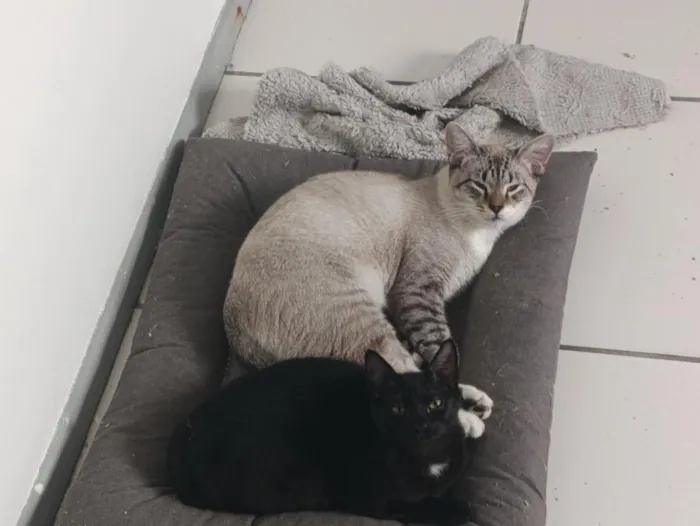 Gato raça SRD-ViraLata idade 7 a 11 meses nome Oliver 