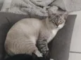 Oliver 