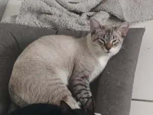 Gato raça SRD-ViraLata idade 7 a 11 meses nome Oliver 