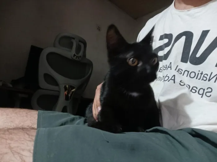 Gato raça SRD-ViraLata idade 2 a 6 meses nome Bruce