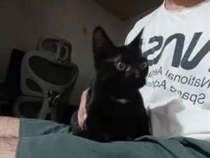 Gato raça SRD-ViraLata idade 2 a 6 meses nome Bruce