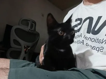 Gato raça SRD-ViraLata idade 2 a 6 meses nome Bruce