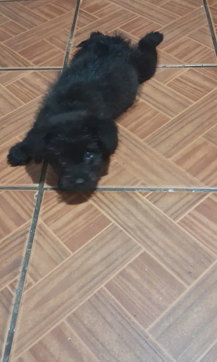 Cachorro raça SRD-ViraLata idade 2 a 6 meses nome Duque