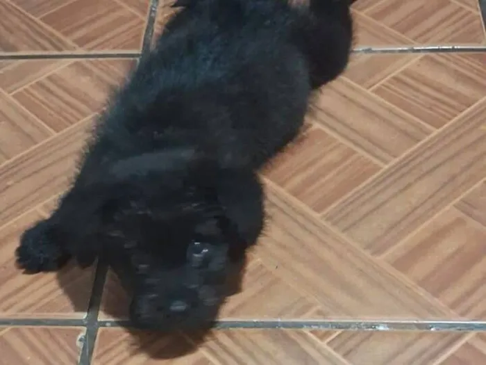 Cachorro raça SRD-ViraLata idade 2 a 6 meses nome Duque