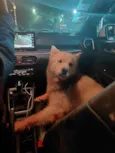 Husky Siberiano para adoção