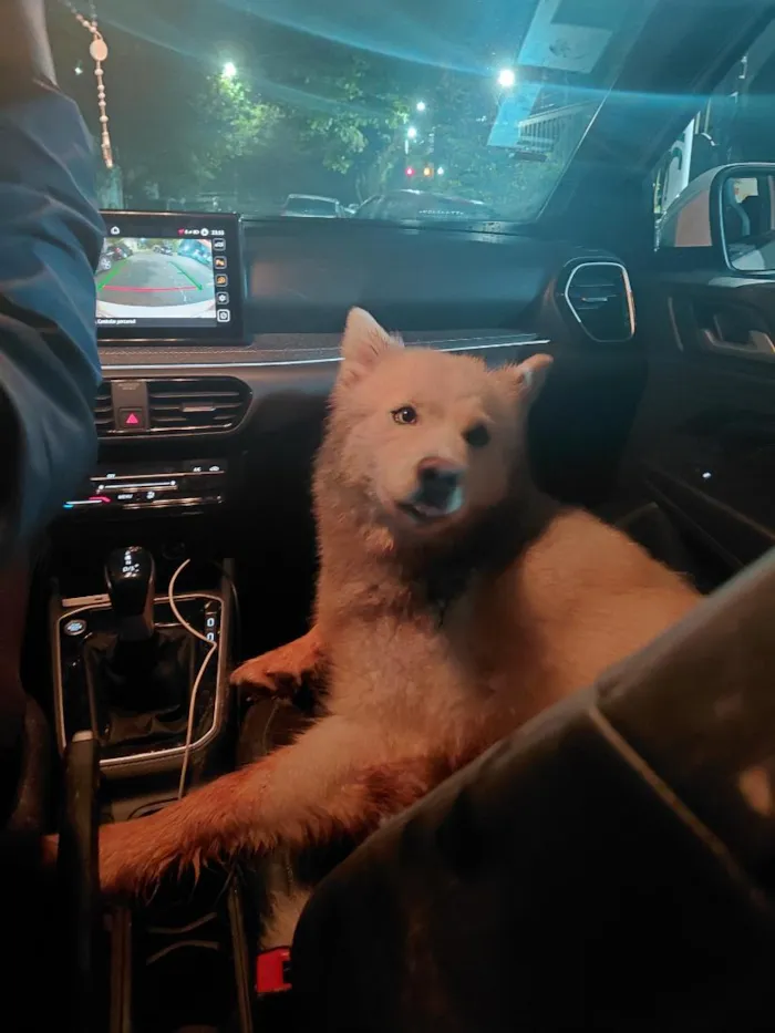 Cachorro raça SRD-ViraLata idade 2 a 6 meses nome Husky Siberiano para adoção