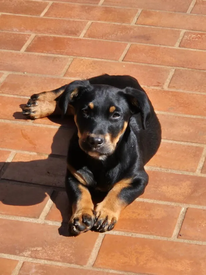 Cachorro raça SRD-ViraLata idade 2 a 6 meses nome Back