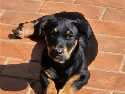 Cachorro raça SRD-ViraLata idade 2 a 6 meses nome Back