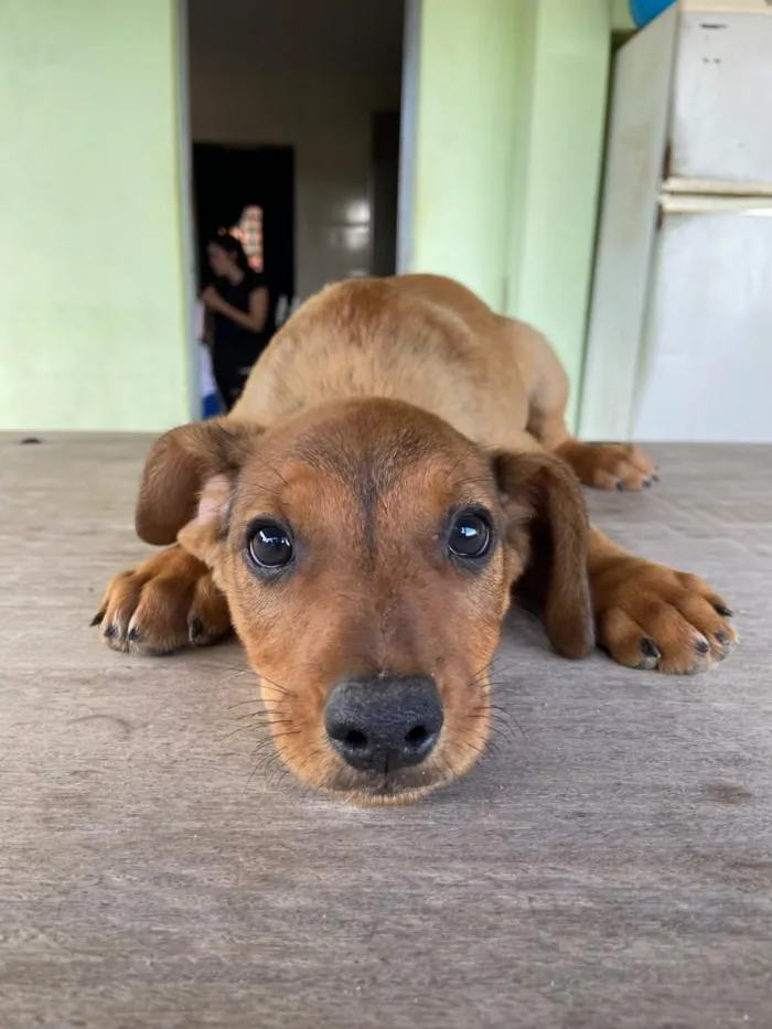 Cachorro raça SRD-ViraLata idade 2 a 6 meses nome sem nome 