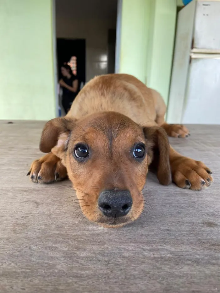Cachorro raça SRD-ViraLata idade 2 a 6 meses nome sem nome 