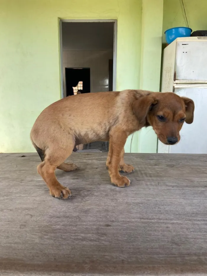 Cachorro raça SRD-ViraLata idade 2 a 6 meses nome sem nome 